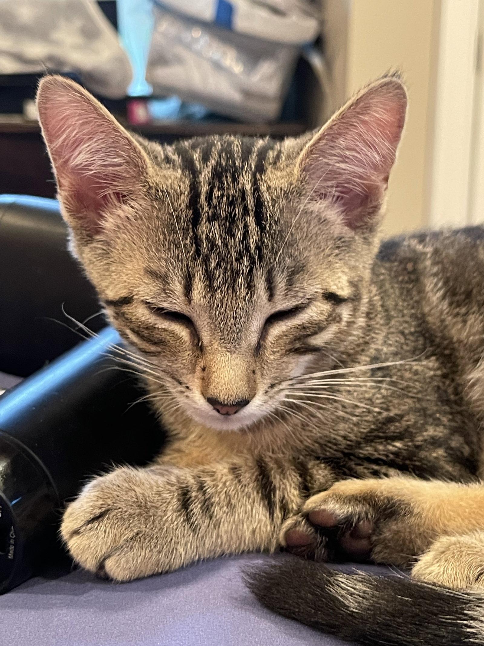 Enlarge Couga, a Adoptable Tabby in Flint Hill, VA image 2/3