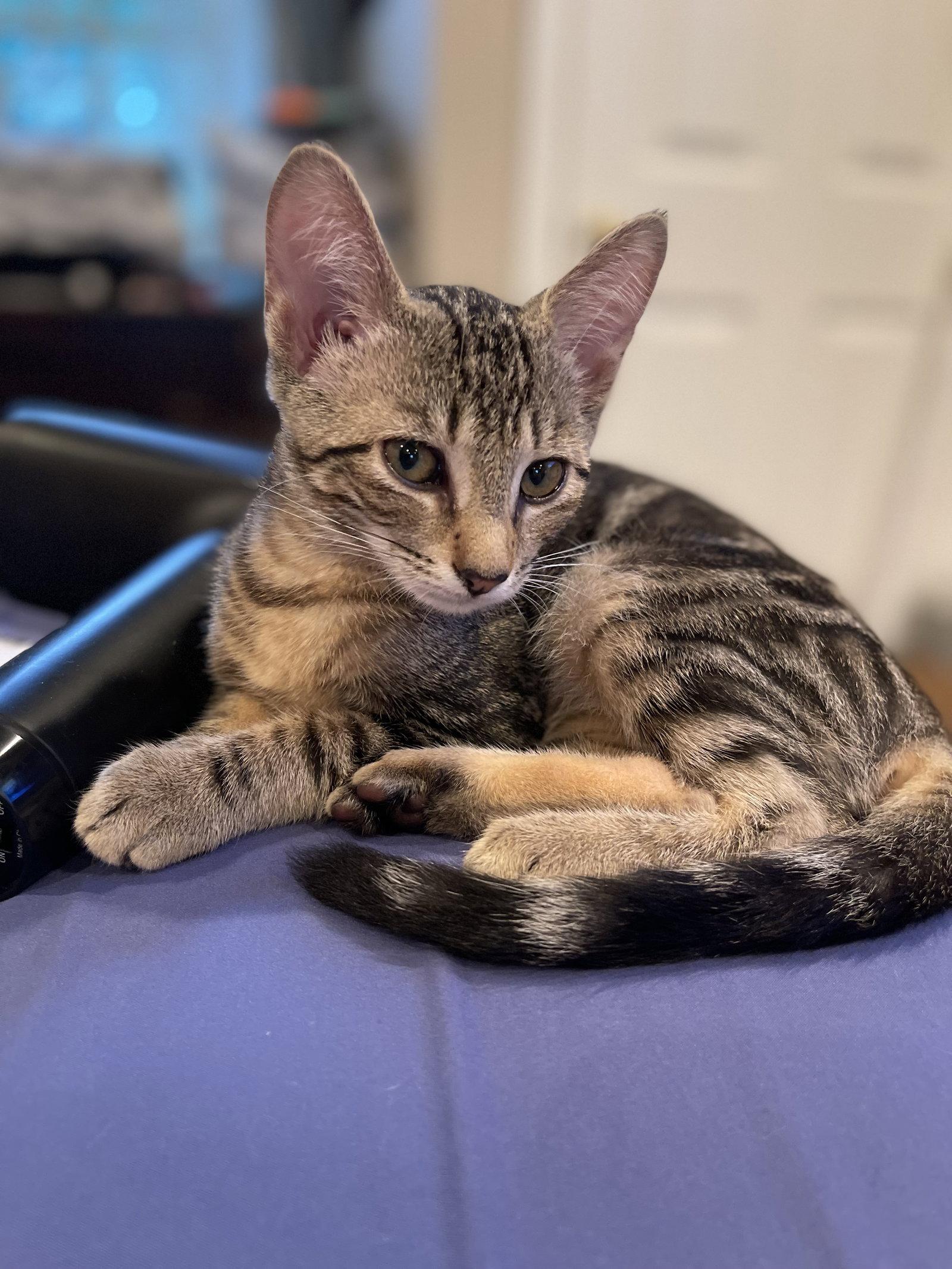 Enlarge Couga, a Adoptable Tabby in Flint Hill, VA image 3/3