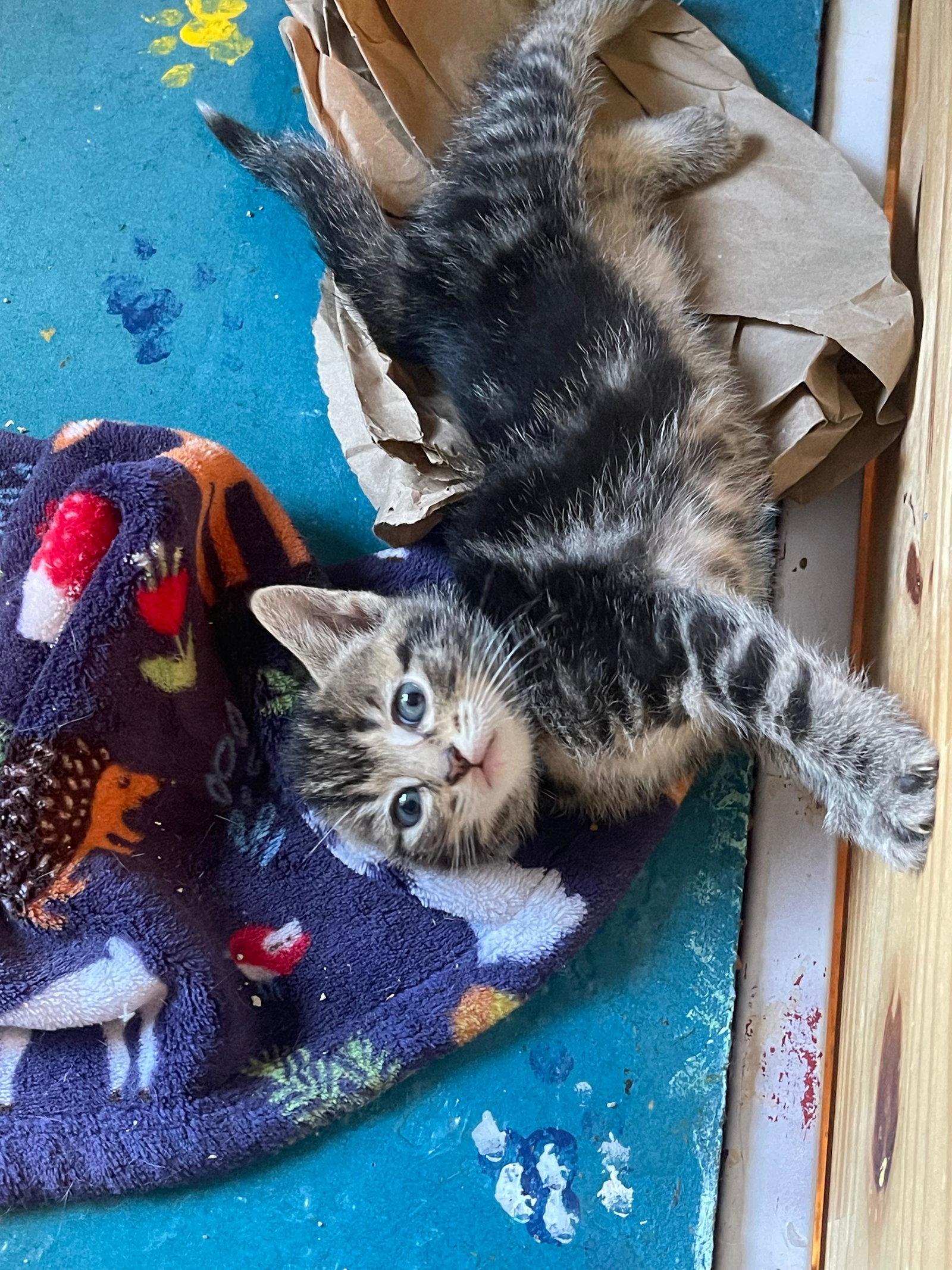 Couga, Adoptable, Kitten Female Tabby.
