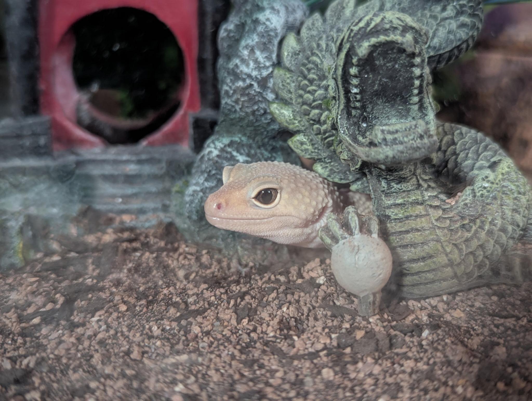 Grandina, ADOPTABLE, Adult Female Gecko.