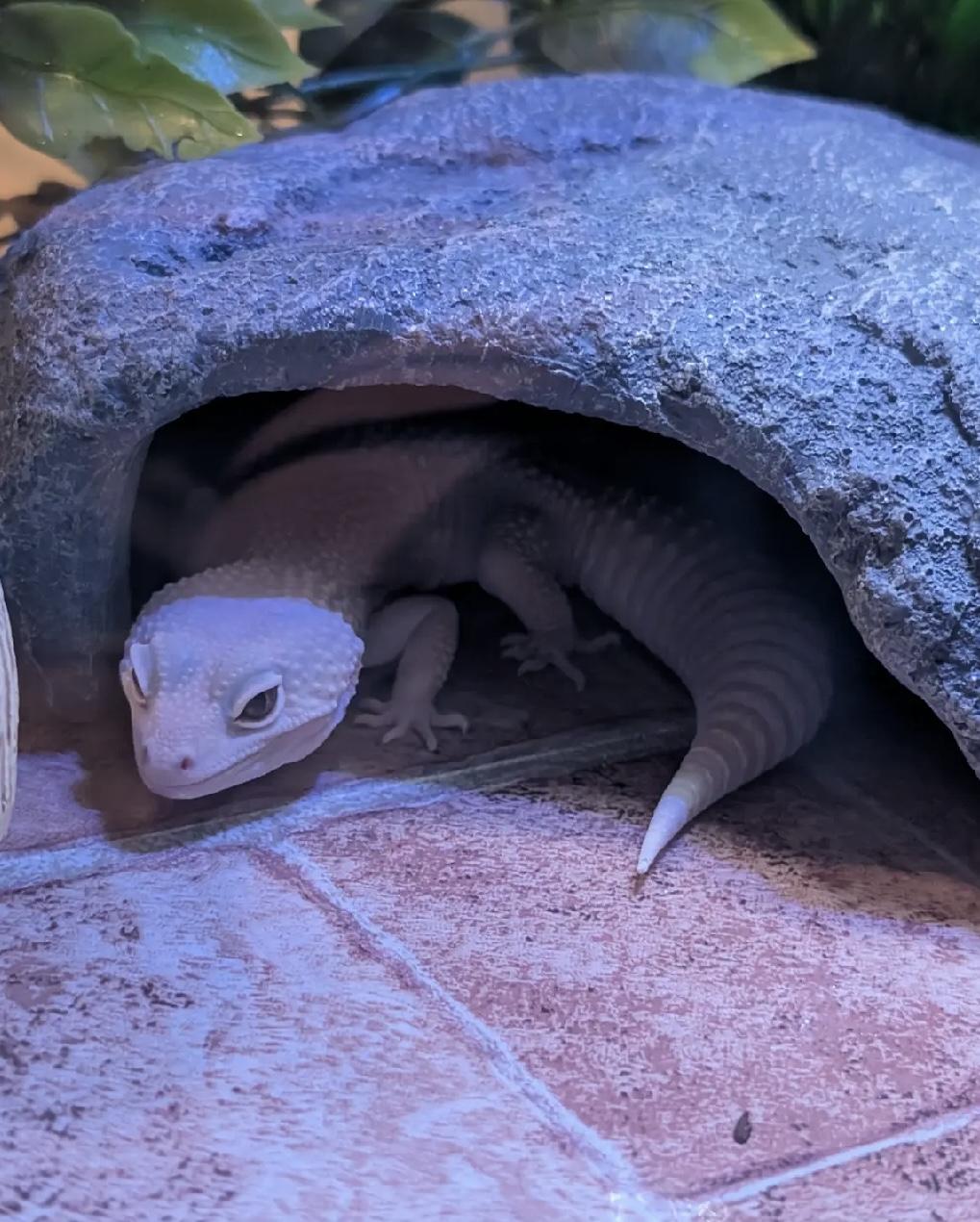 Enlarge Grandina, a ADOPTABLE Gecko in Omaha, NE image 2/2