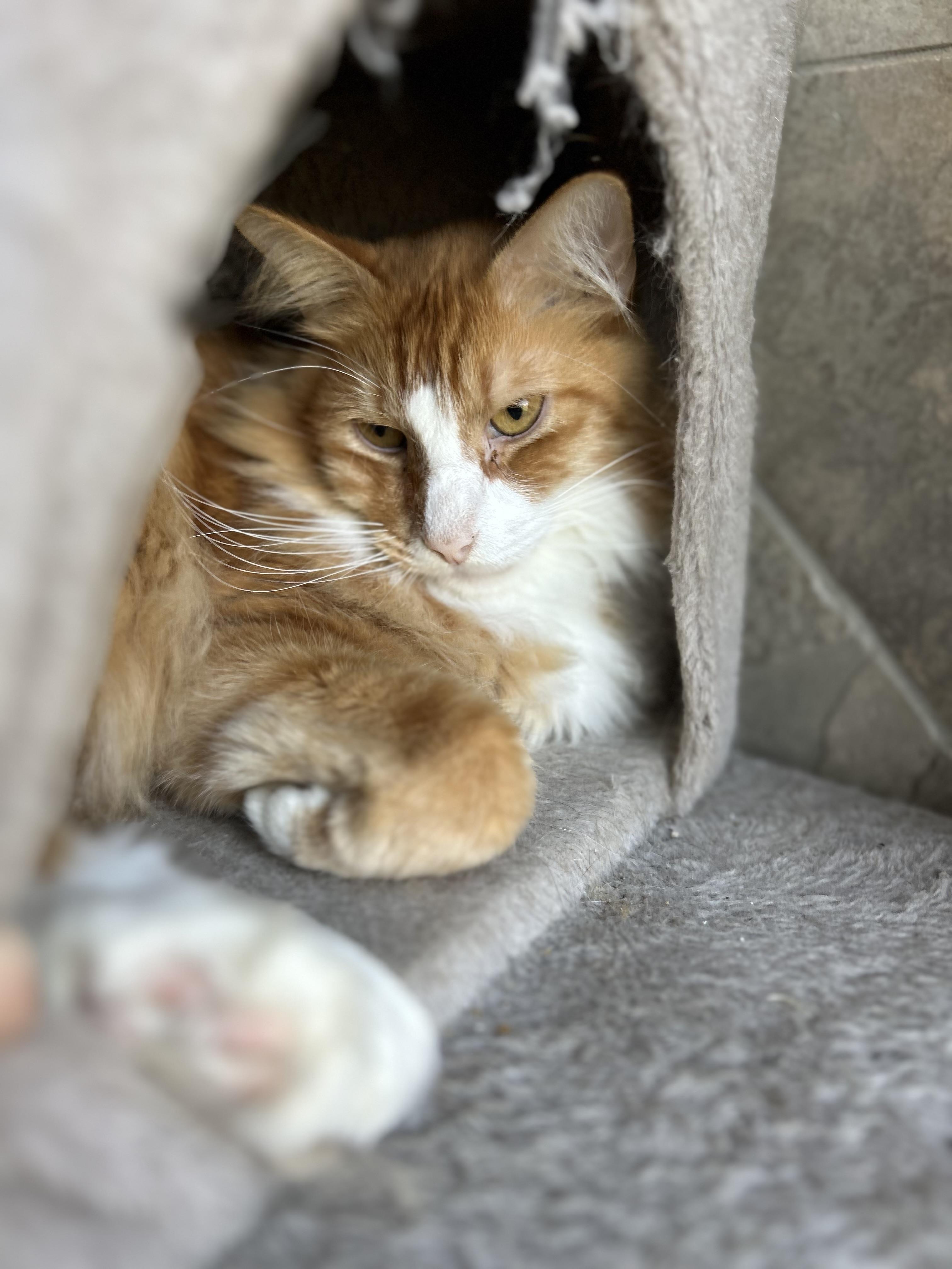 Ben, adopted, Adult Male Domestic Long Hair.