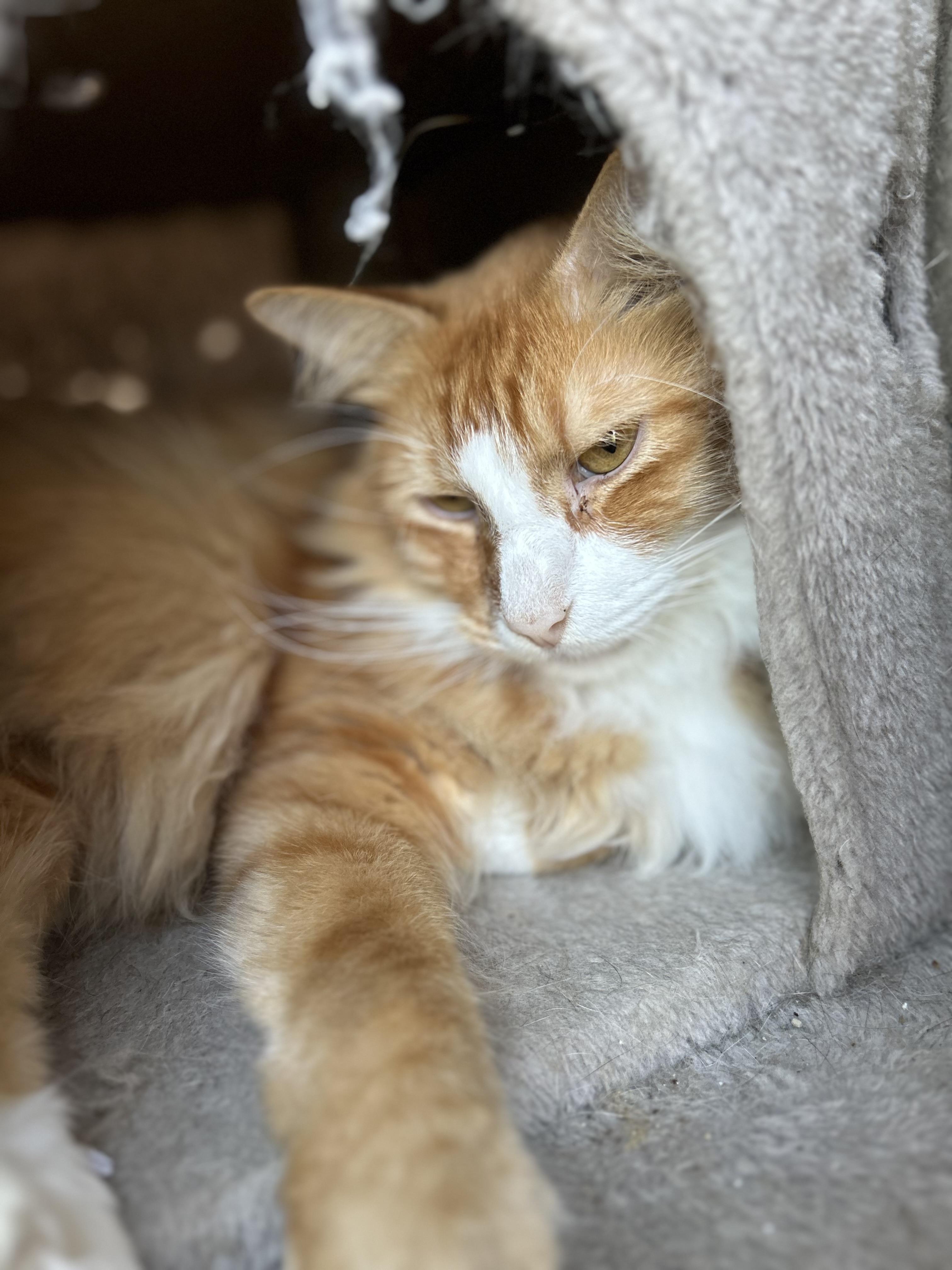 Enlarge Ben, an adopted Domestic Long Hair in Seguin, TX image 3/3
