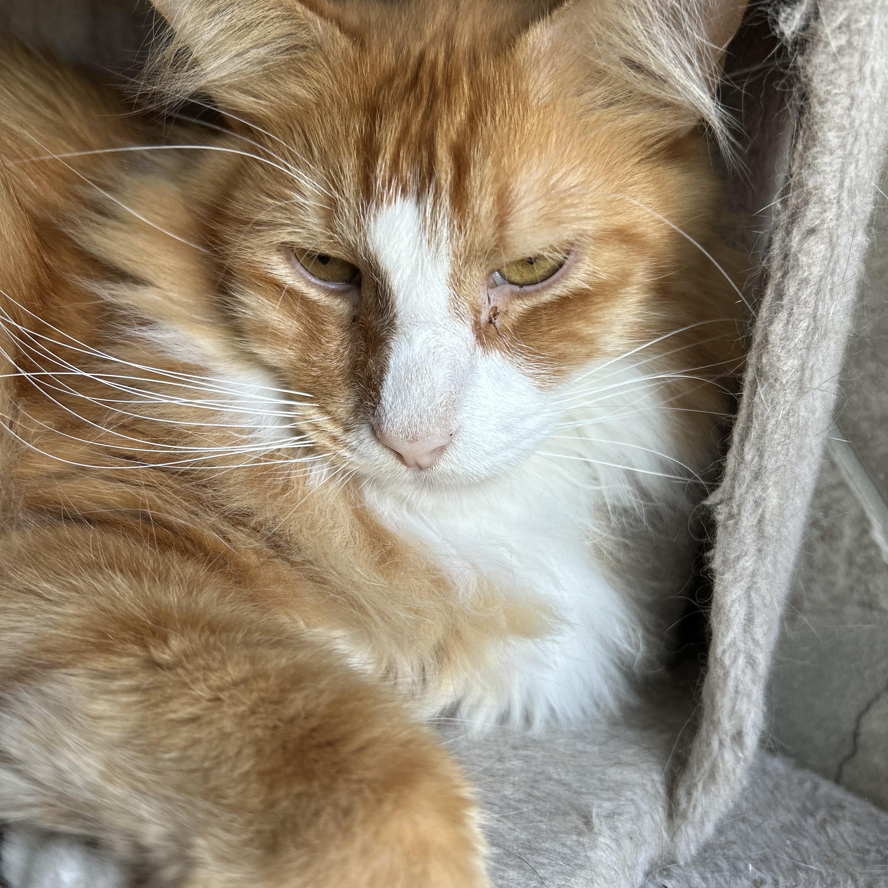 Enlarge Ben, an adopted Domestic Long Hair in Seguin, TX image 2/3