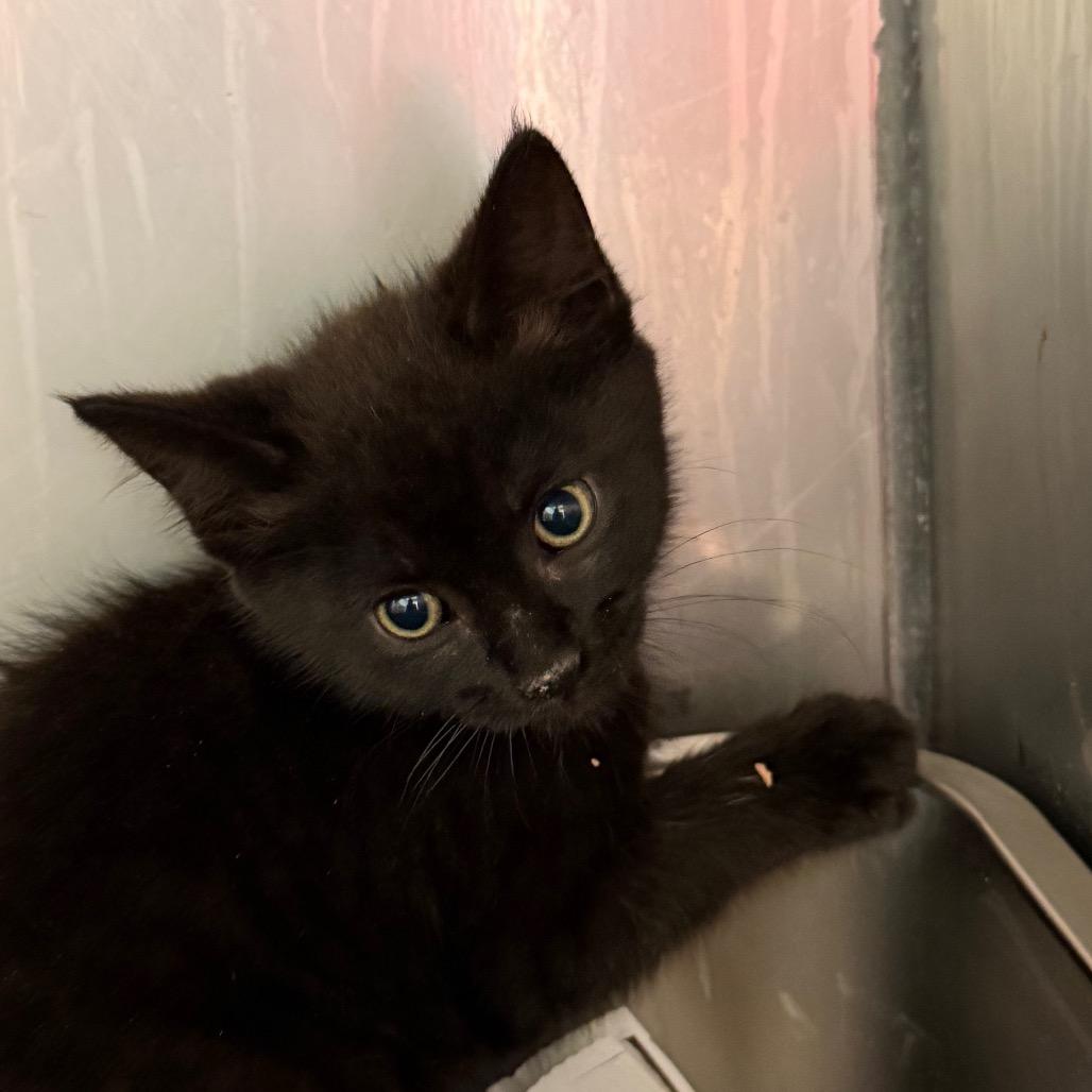 Mike, Adoptable, Kitten Male Domestic Short Hair.