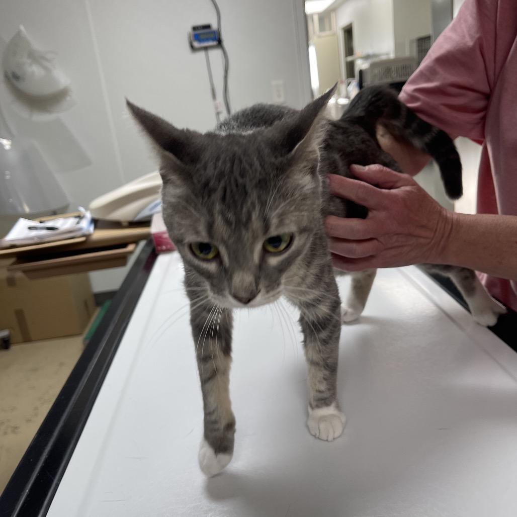 Chevy, a Adoptable Domestic Short Hair in Canton, IL image 1/6