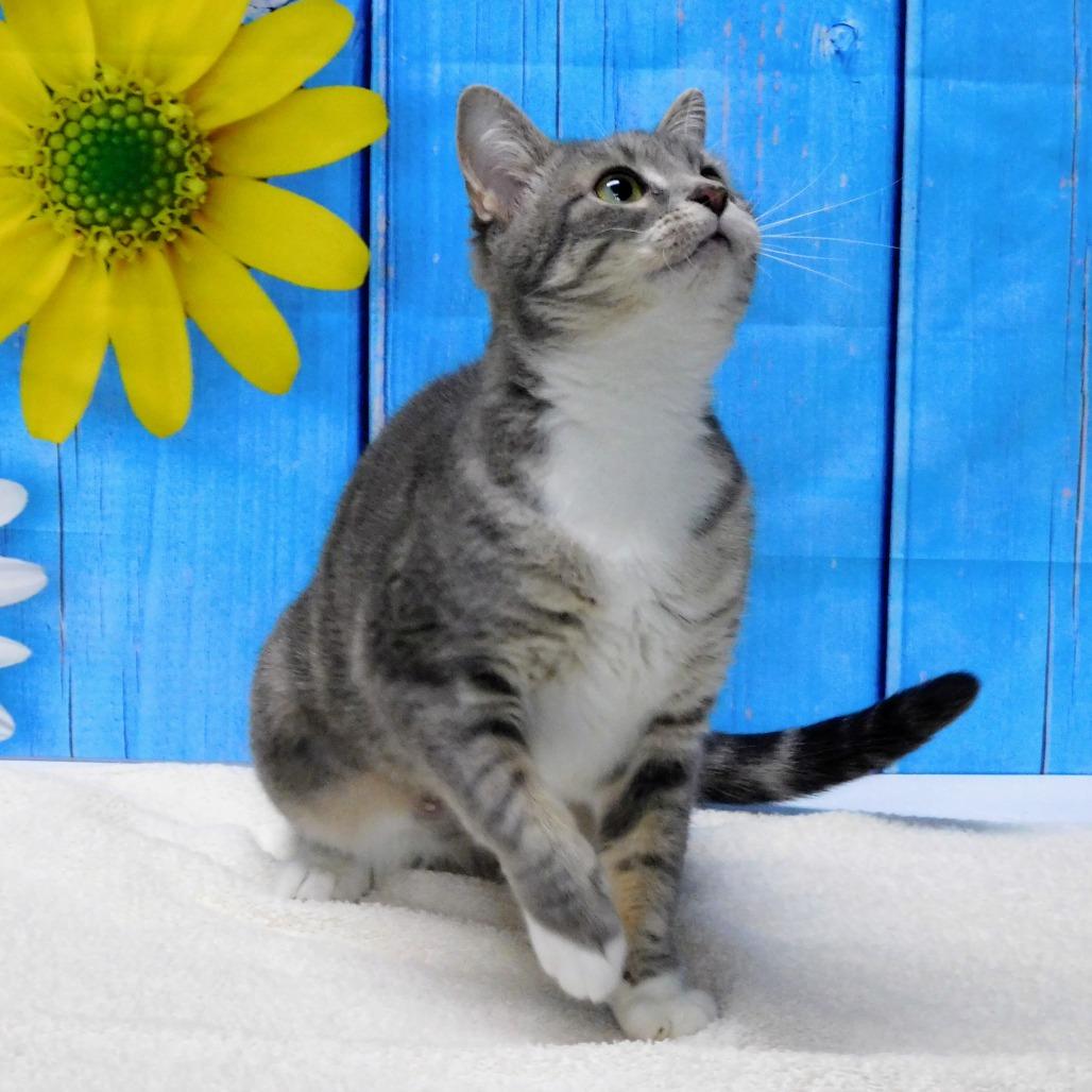 Chevy, a Adoptable Domestic Short Hair in Canton, IL image 2/6