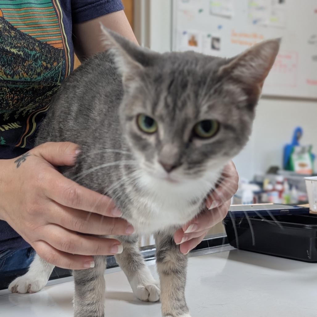 Chevy, a Adoptable Domestic Short Hair in Canton, IL image 3/6