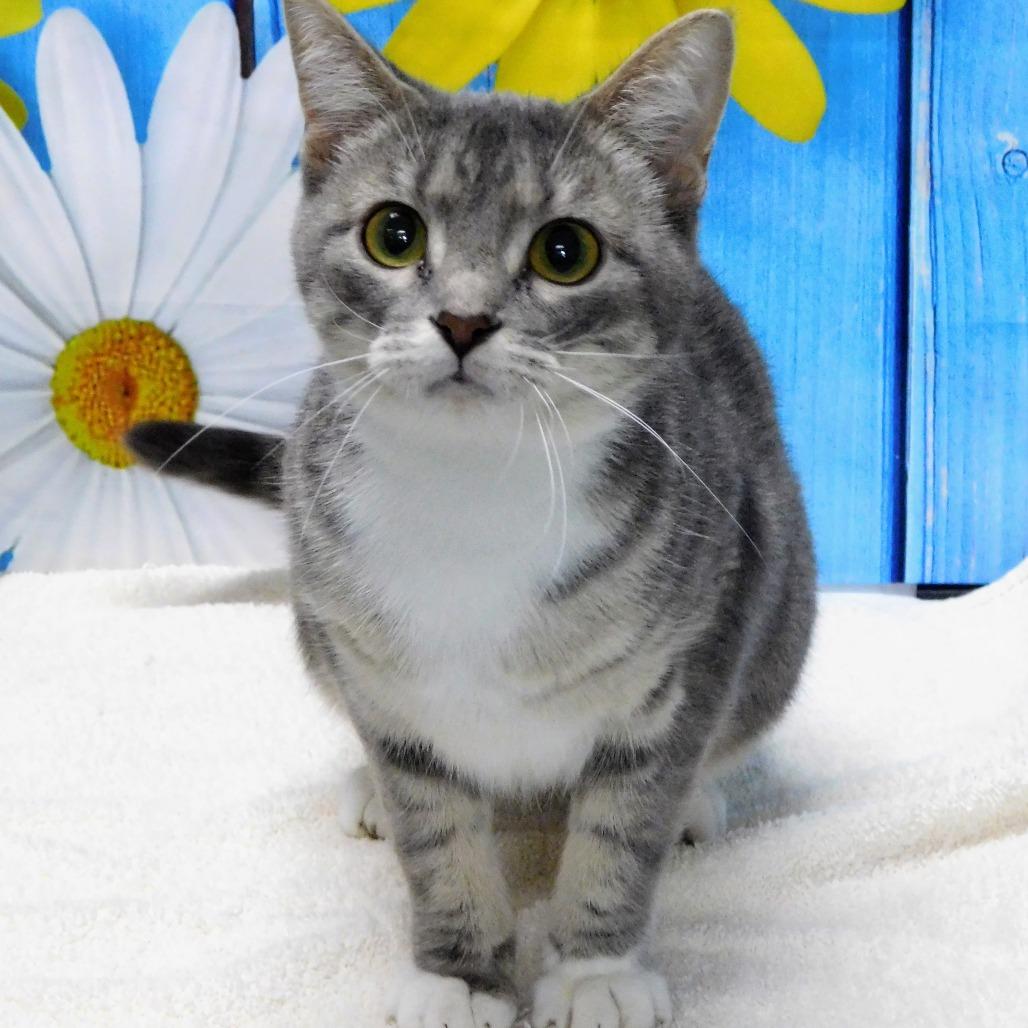 Chevy, a Adoptable Domestic Short Hair in Canton, IL image 4/6