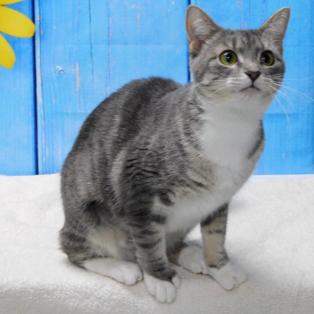 Chevy, a Adoptable Domestic Short Hair in Canton, IL image 5/6