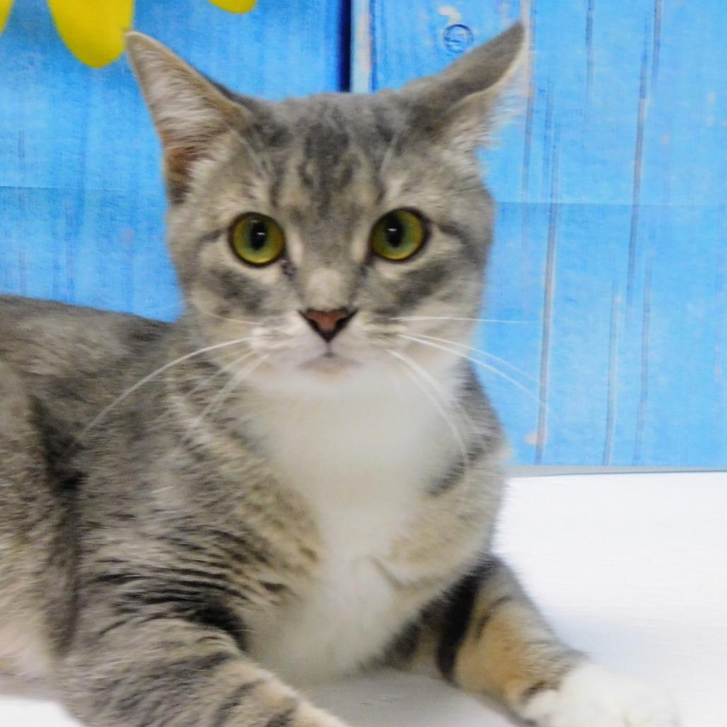 Chevy, a Adoptable Domestic Short Hair in Canton, IL image 6/6