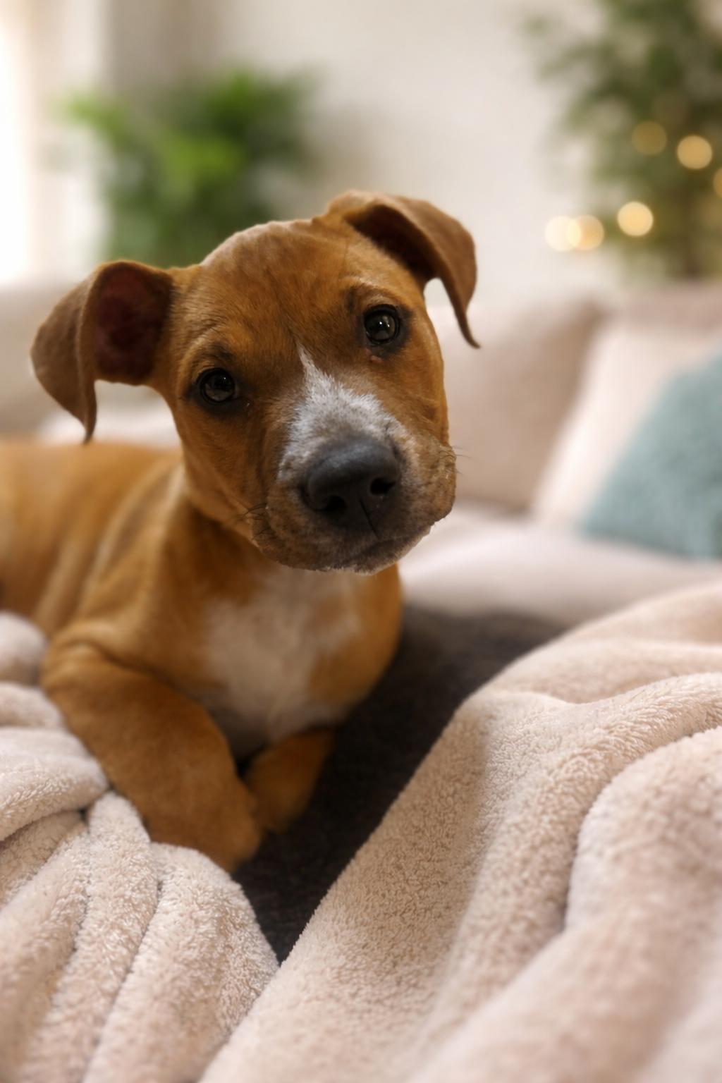 Enlarge Melina, a ADOPTABLE mixed breed in Phoenix, AZ image 1/2