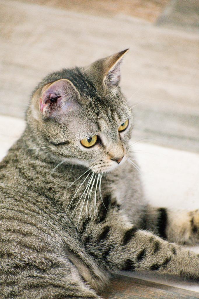 Luna, Adoptable, Adult Female Domestic Short Hair.