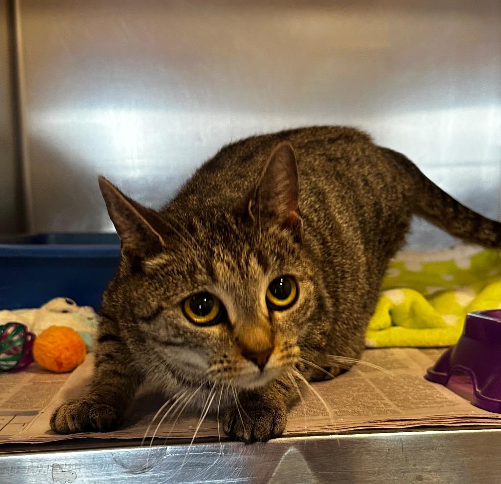 Luna, a Adoptable mixed breed in Peru, NY image 2/4