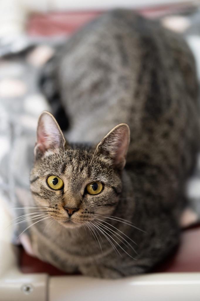 Luna, a Adoptable mixed breed in Peru, NY image 3/4