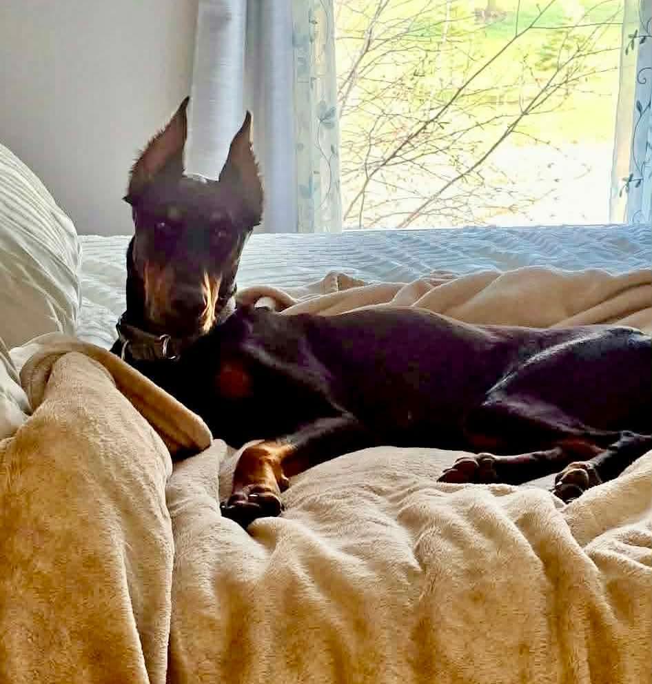 Enlarge Tony, a Adopted Doberman Pinscher in Germantown, OH image 2/3