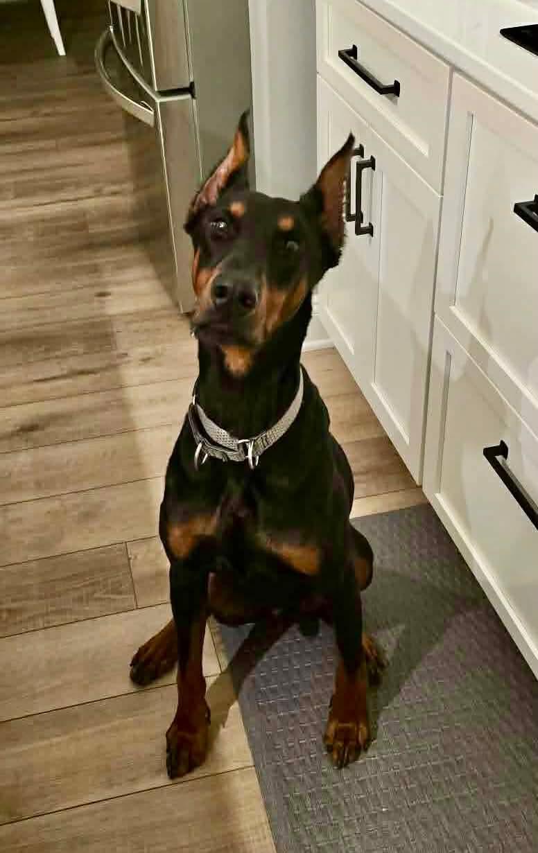 Enlarge Tony, a Adopted Doberman Pinscher in Germantown, OH image 3/3