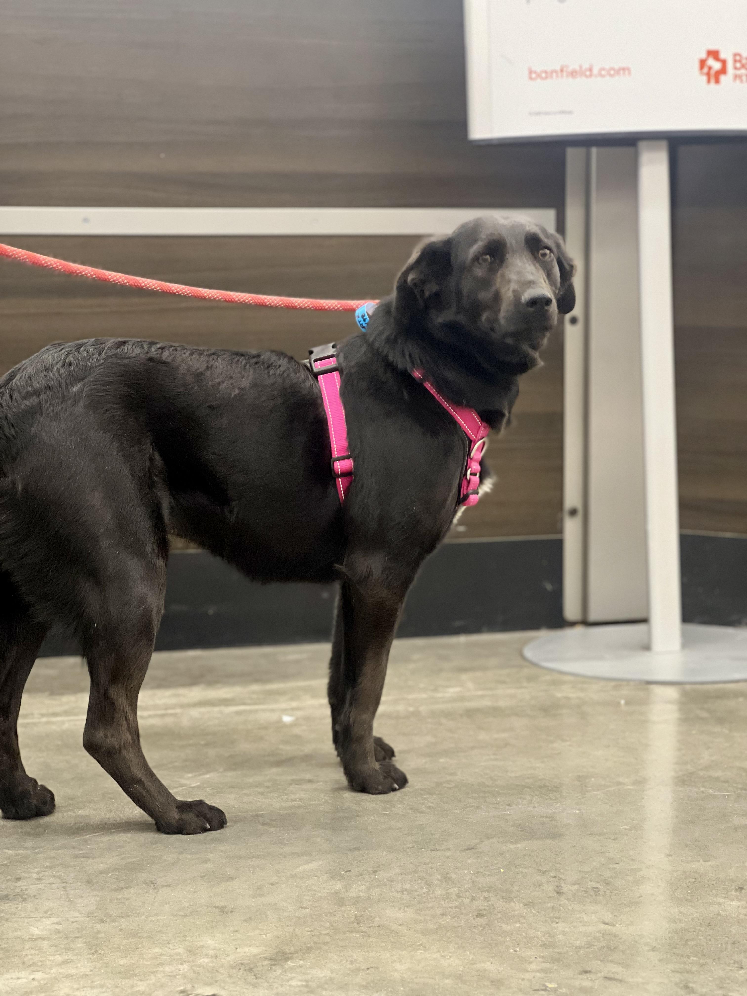 Willow — thumbnail 2