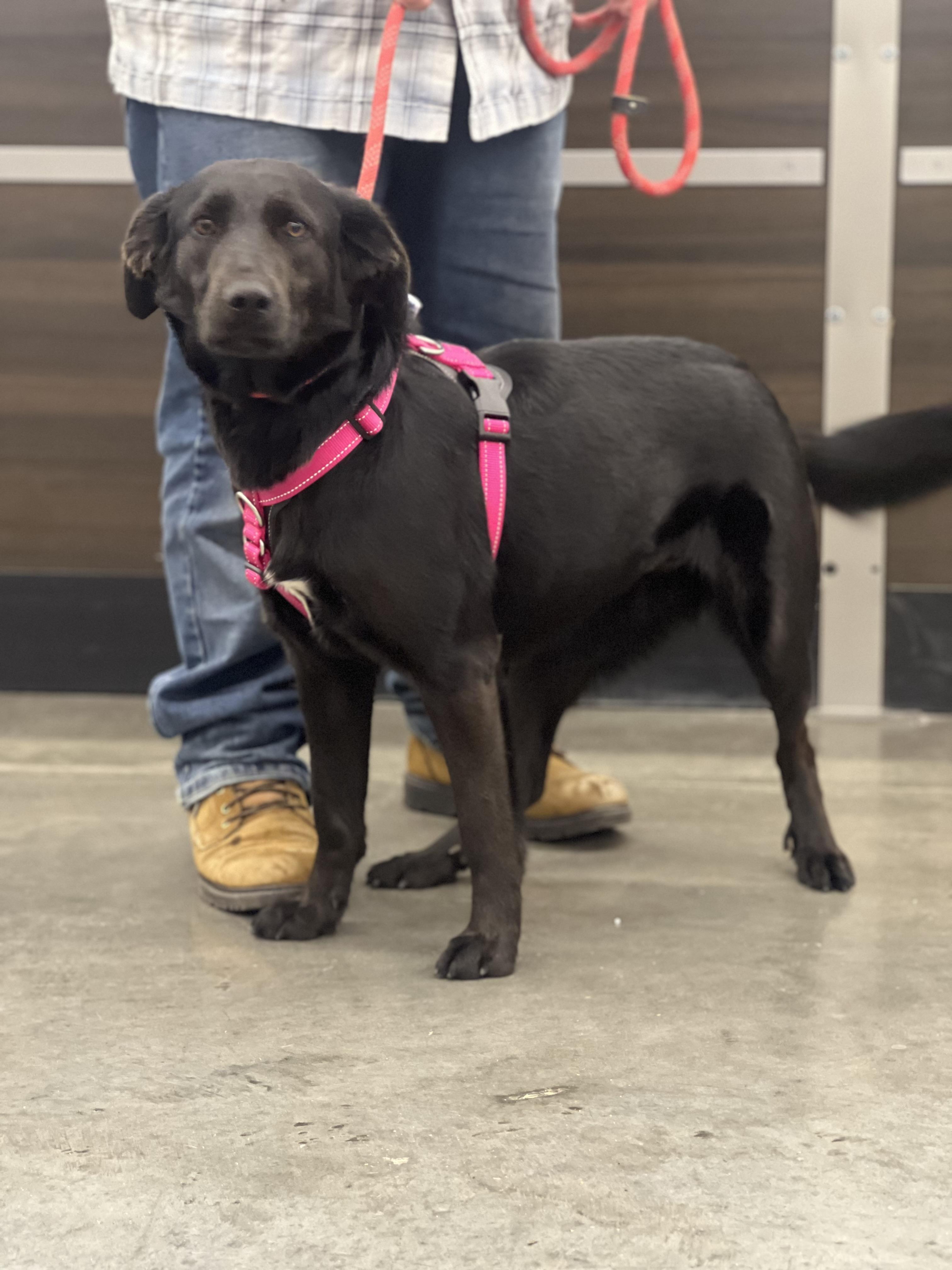 Willow — thumbnail 3