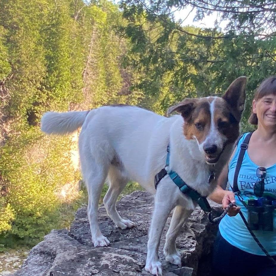 Carl, a Adoptable mixed breed in Bellingham, WA image 1/4