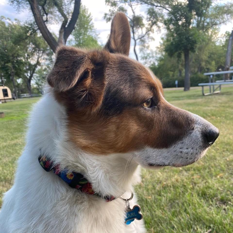 Carl, a Adoptable mixed breed in Bellingham, WA image 2/4