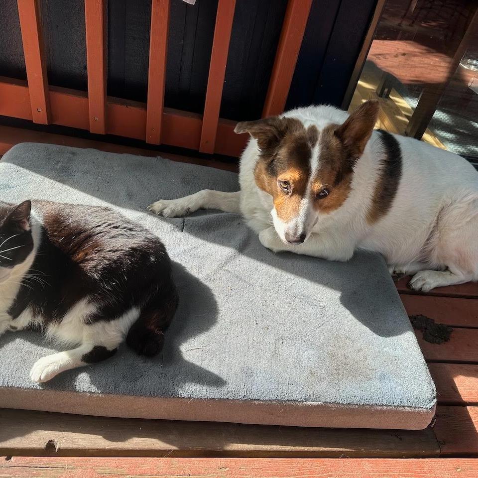 Carl, a Adoptable mixed breed in Bellingham, WA image 3/4