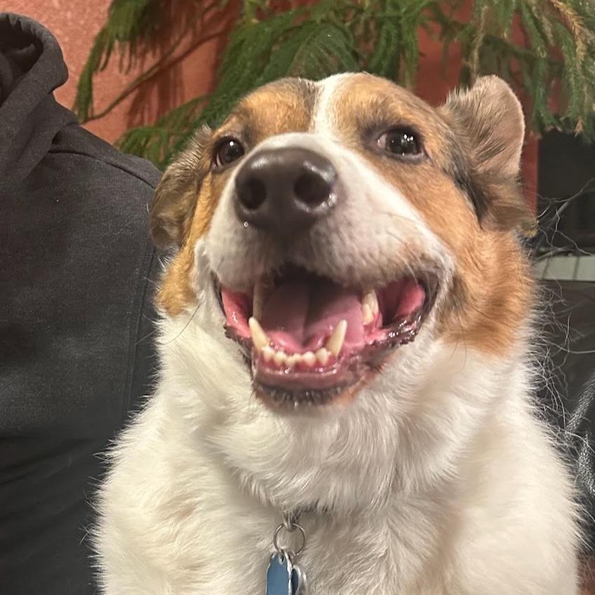 Carl, a Adoptable mixed breed in Bellingham, WA image 4/4