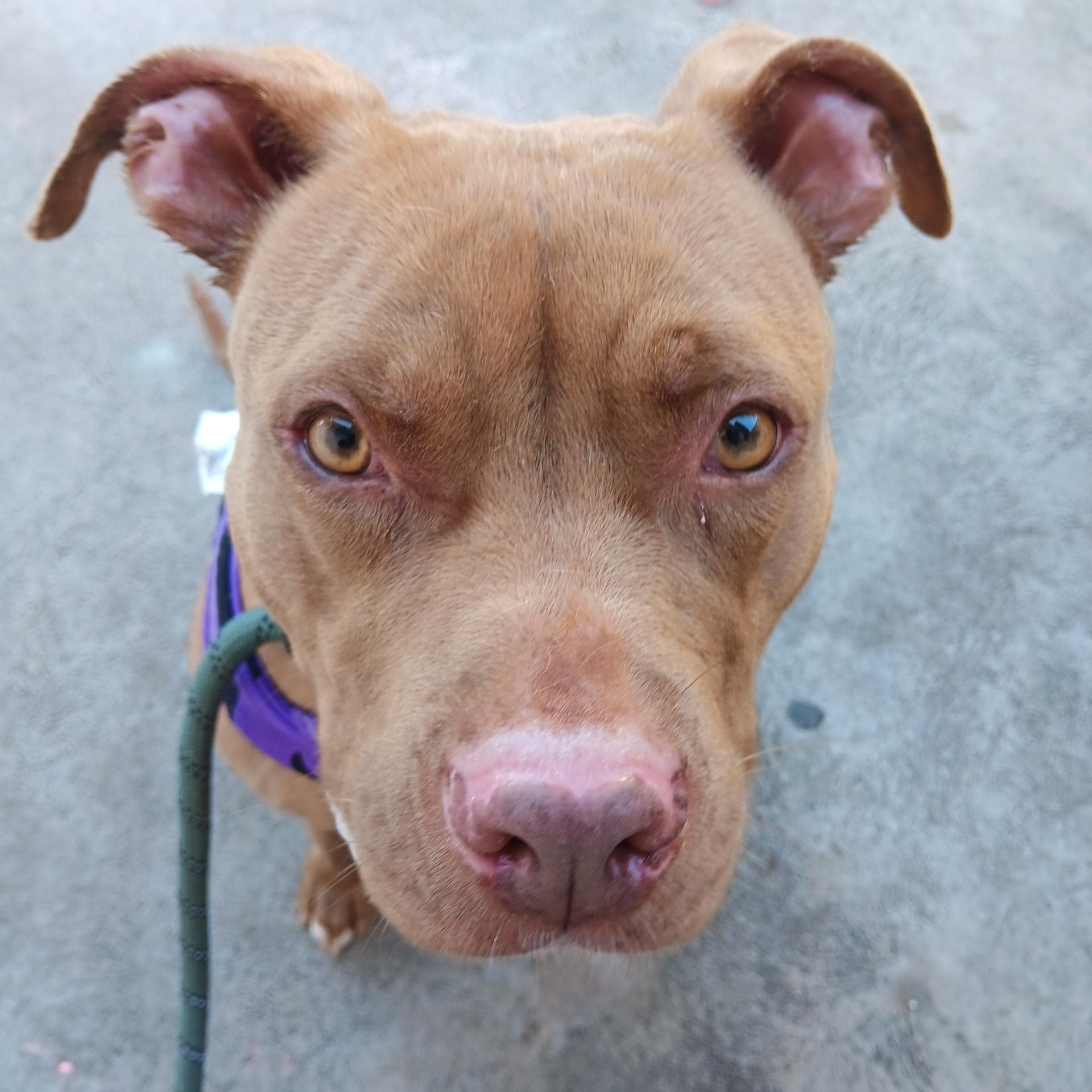 Enlarge Precious, a Adoptable Pit Bull Terrier in San Diego, CA image 1/4