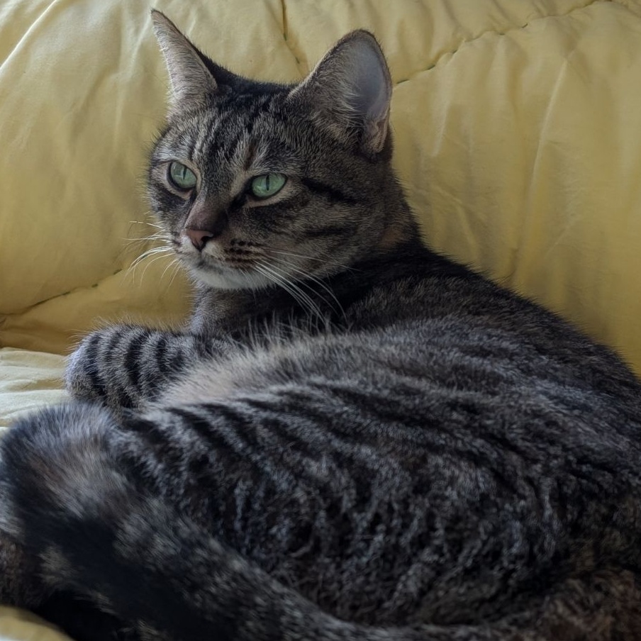 Lexi (Foster to Adopt Home Needed. Takes a long time to settle in)