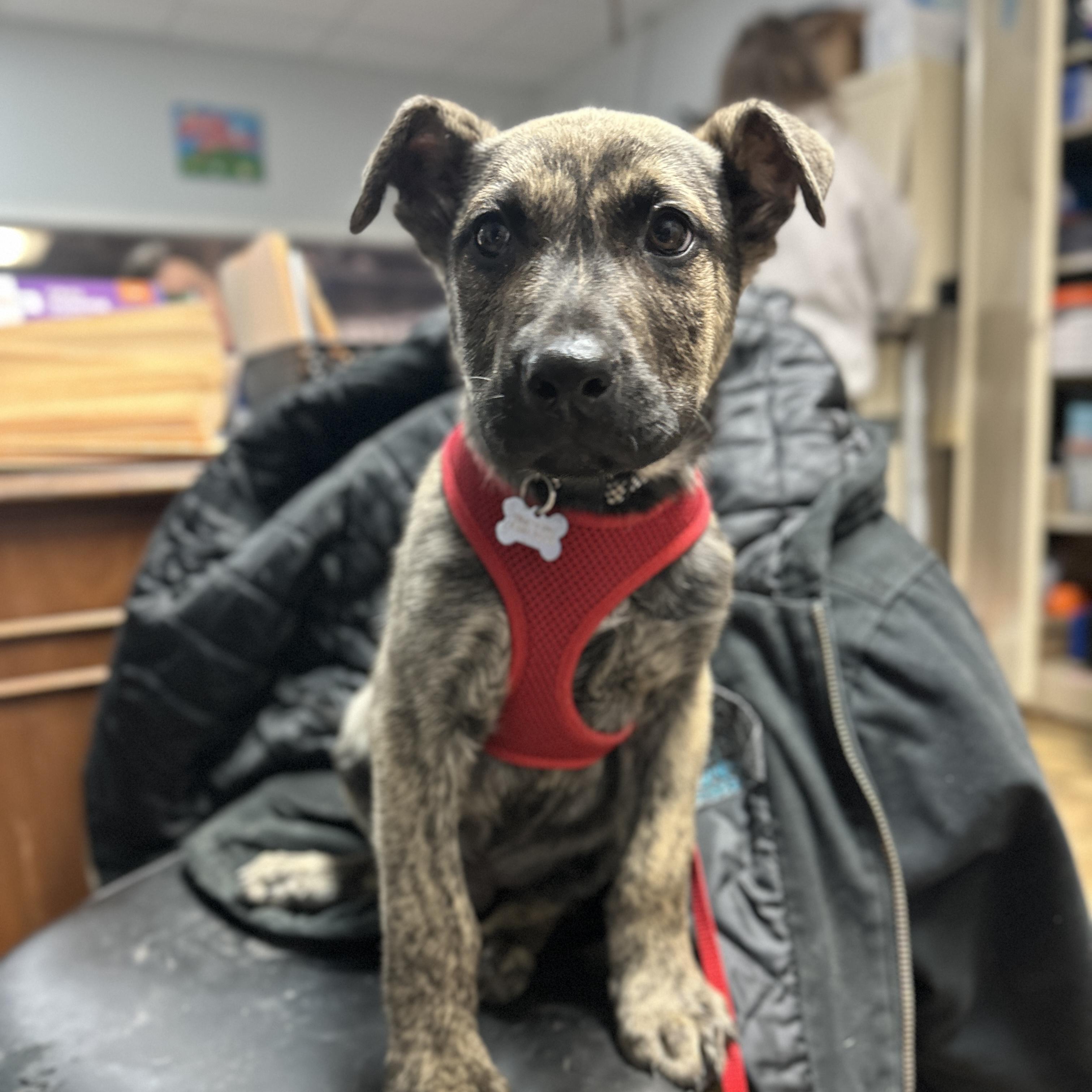 Petey — thumbnail 2