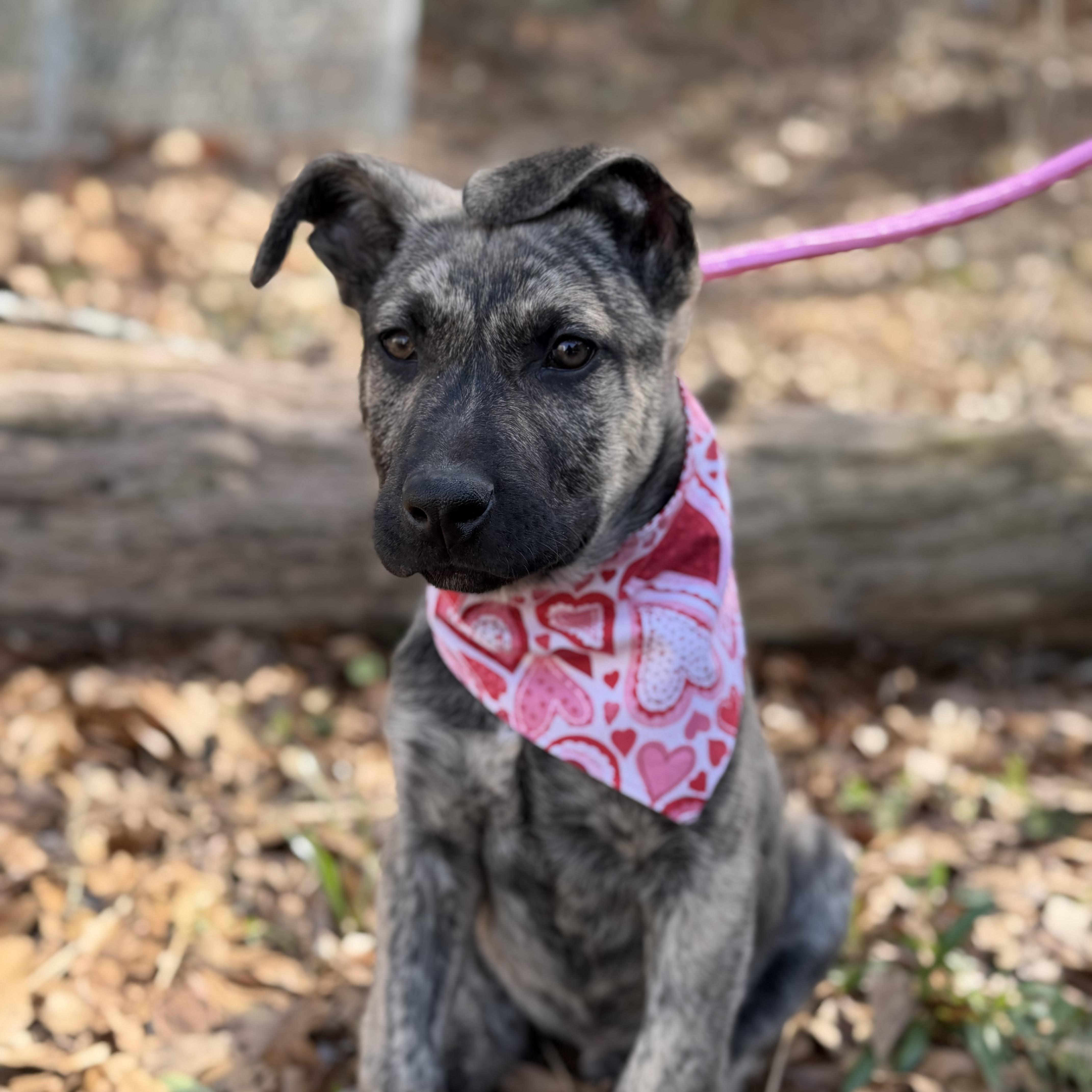 Petey — thumbnail 3