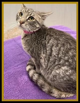 Enlarge PEACH, a Adoptable Domestic Short Hair in Peoria, IL image 1/1