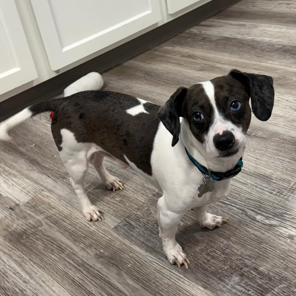 Snoopy, Adoptable, Adult Male Mixed Breed.