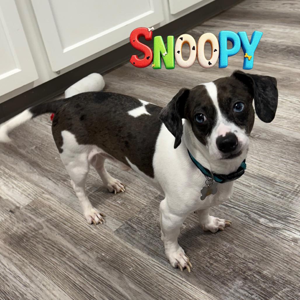 Enlarge Snoopy, a Adoptable Mixed Breed in Muncie, IN image 2/2