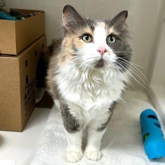 June Bug, Adoptable, Senior Female Domestic Long Hair.