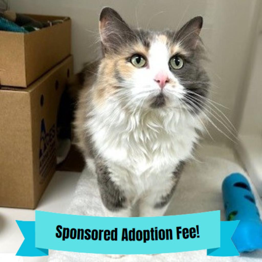 Enlarge June Bug, a Adoptable Domestic Long Hair in Novelty, OH image 2/3