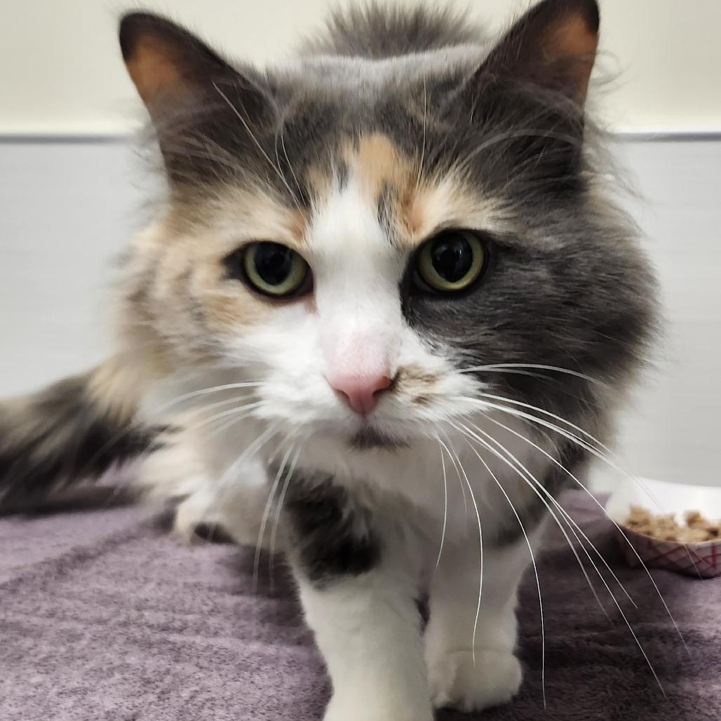 Enlarge June Bug, a Adoptable Domestic Long Hair in Novelty, OH image 3/3