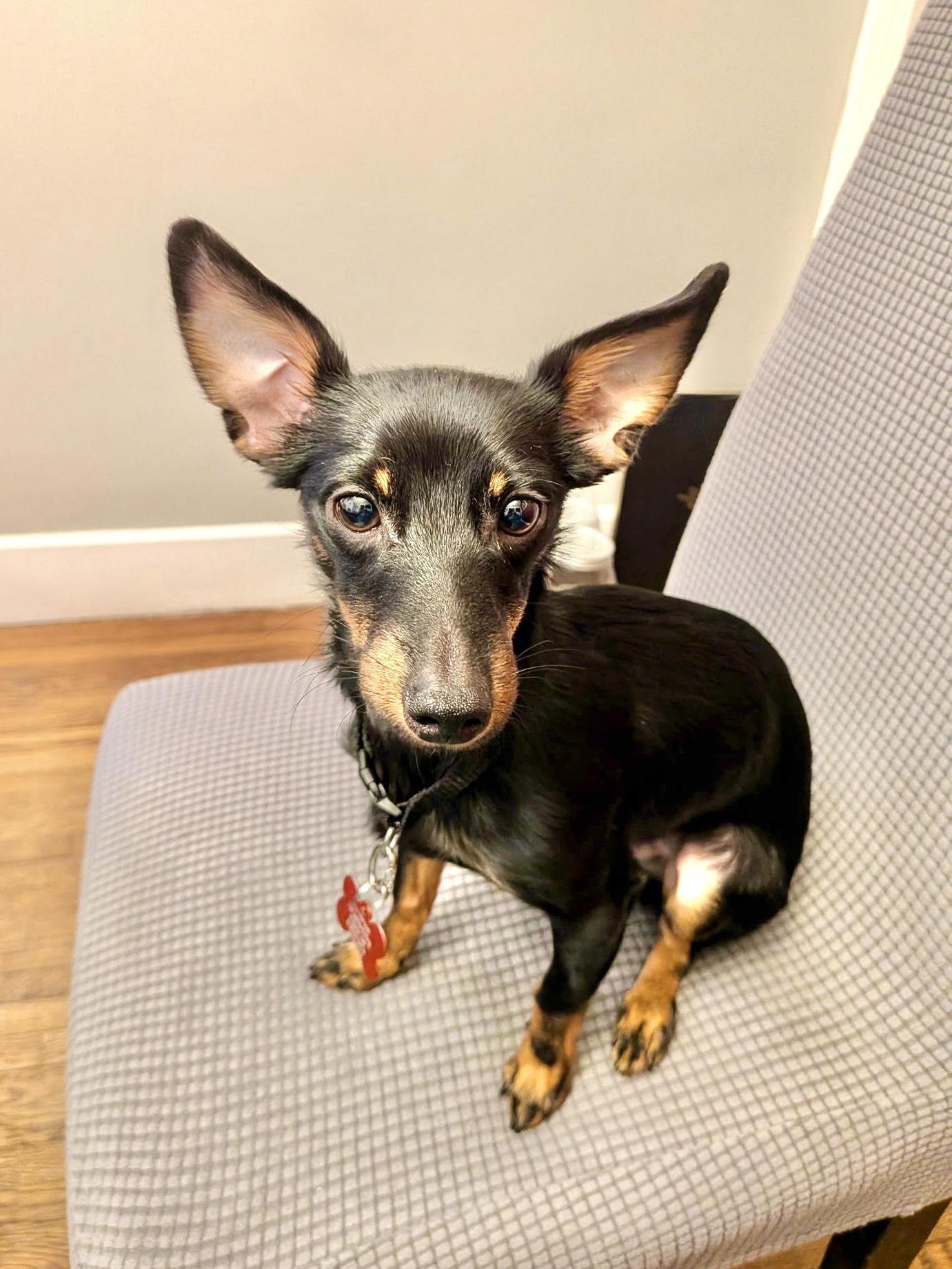 Escanor, adopted, Puppy Male Chiweenie & Miniature Pinscher.