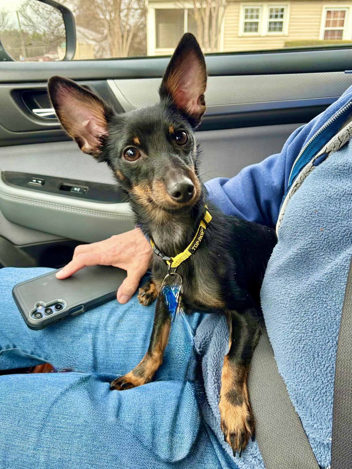 Escanor, an adopted mixed breed in Maryville, TN image 3/3