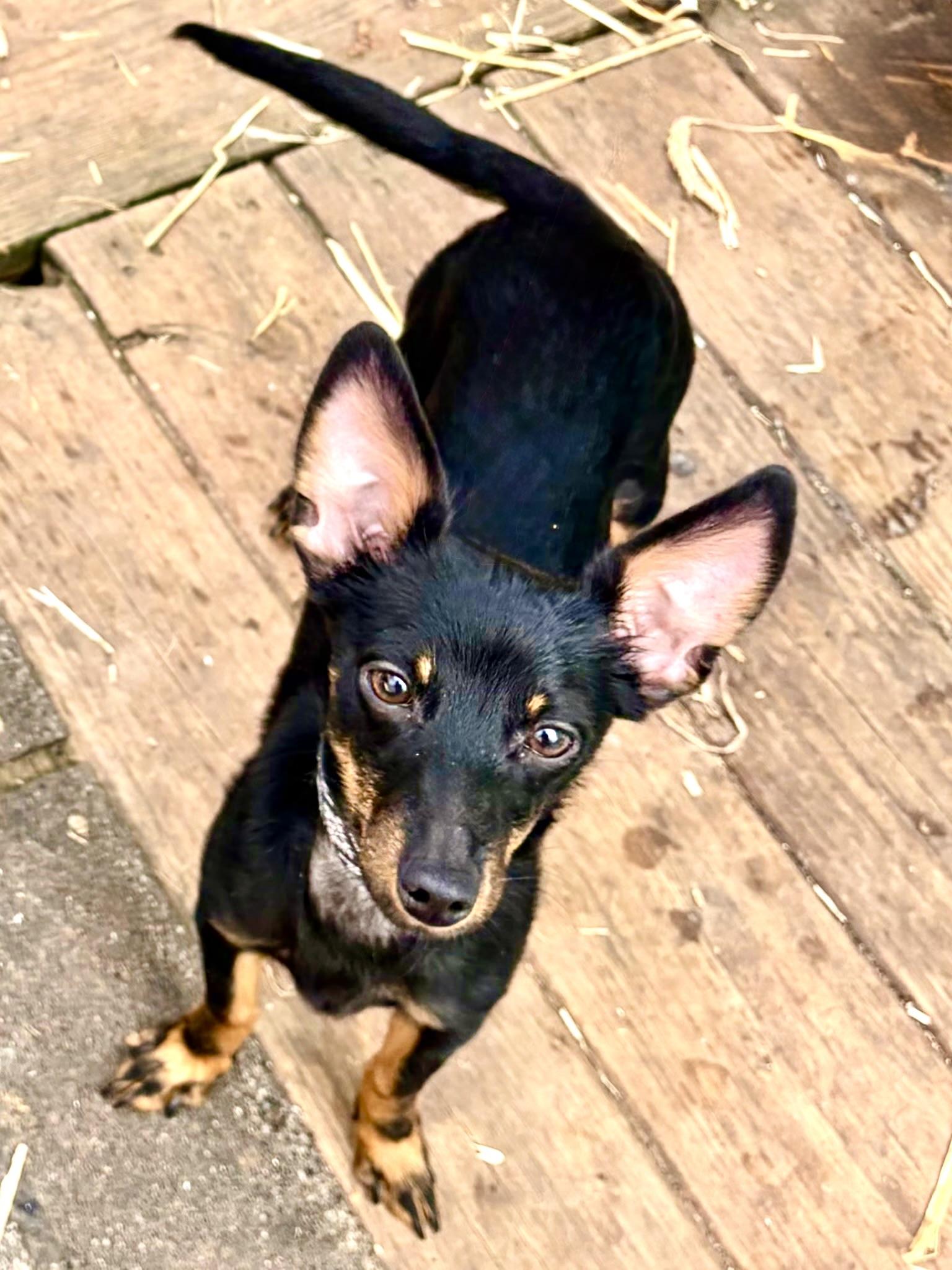 Escanor, an adopted mixed breed in Maryville, TN image 2/3