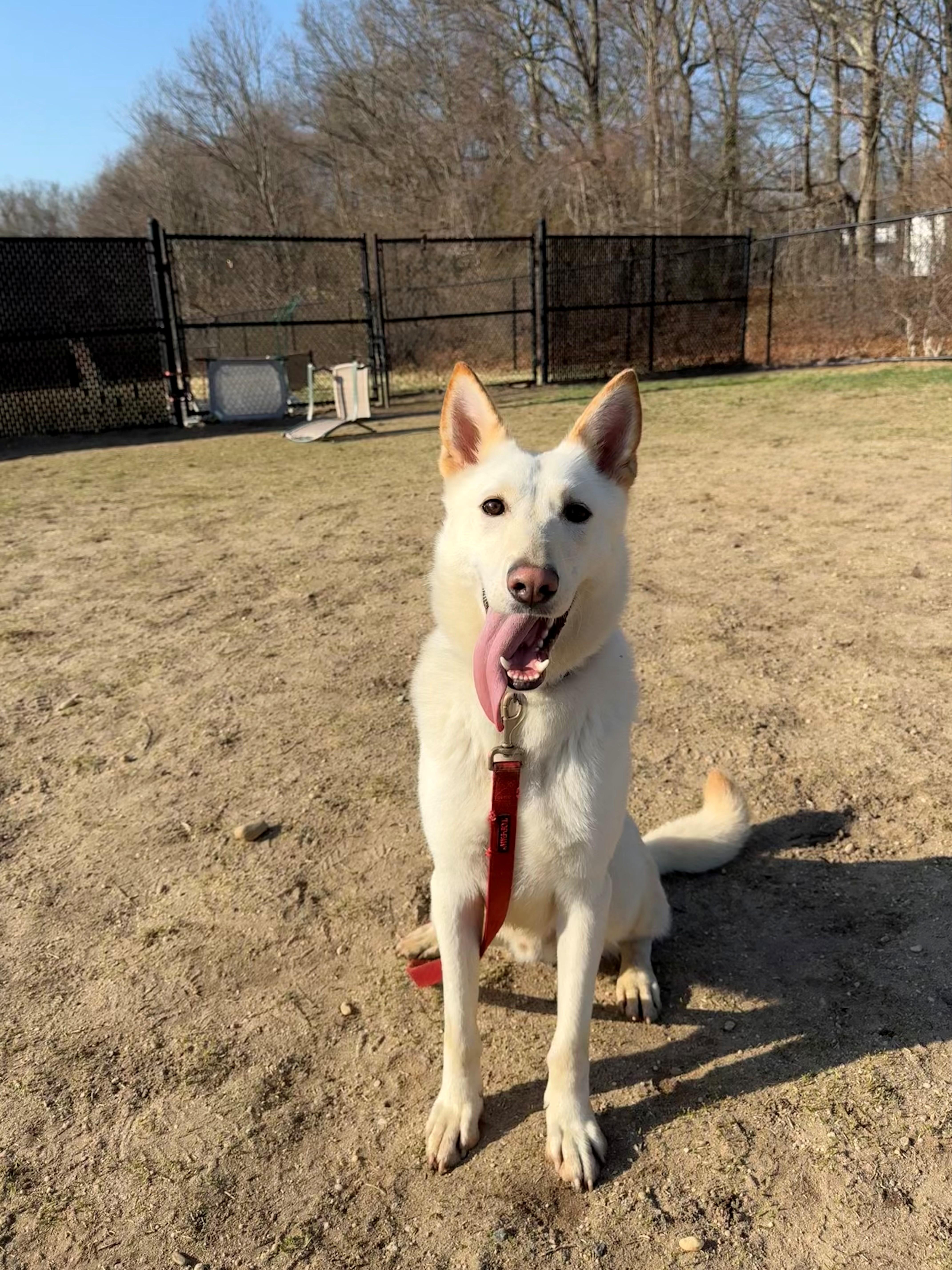 Lazarus , ADOPTABLE, Young Male Shepherd.