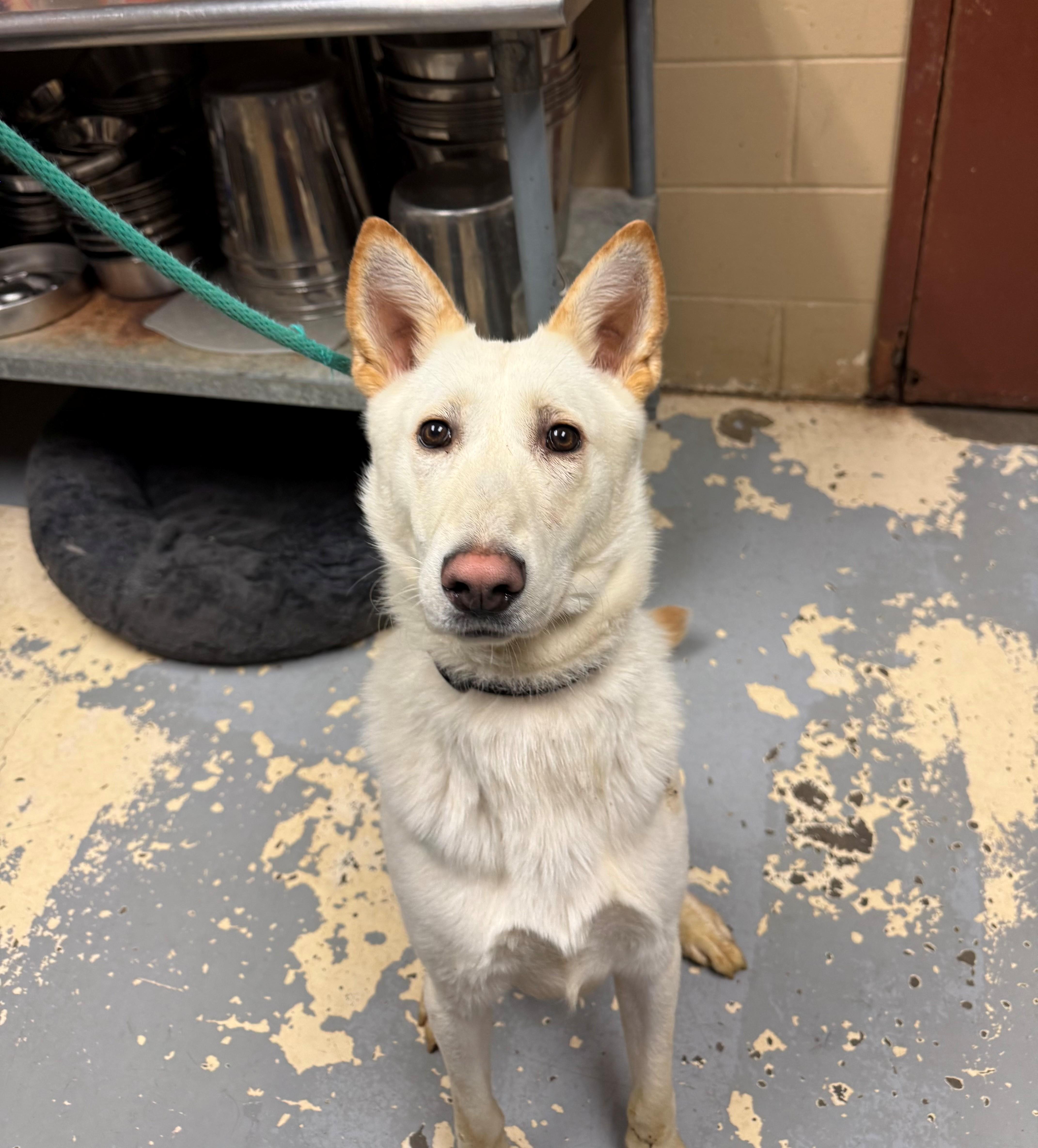 Enlarge Lazarus , a ADOPTABLE mixed breed in East Northport, NY image 1/1