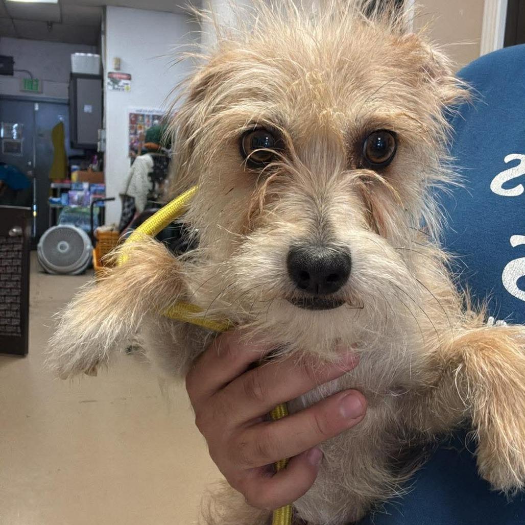 Bronte- City of Industry Location, Adoptable, Adult Female Terrier & Mixed Breed.