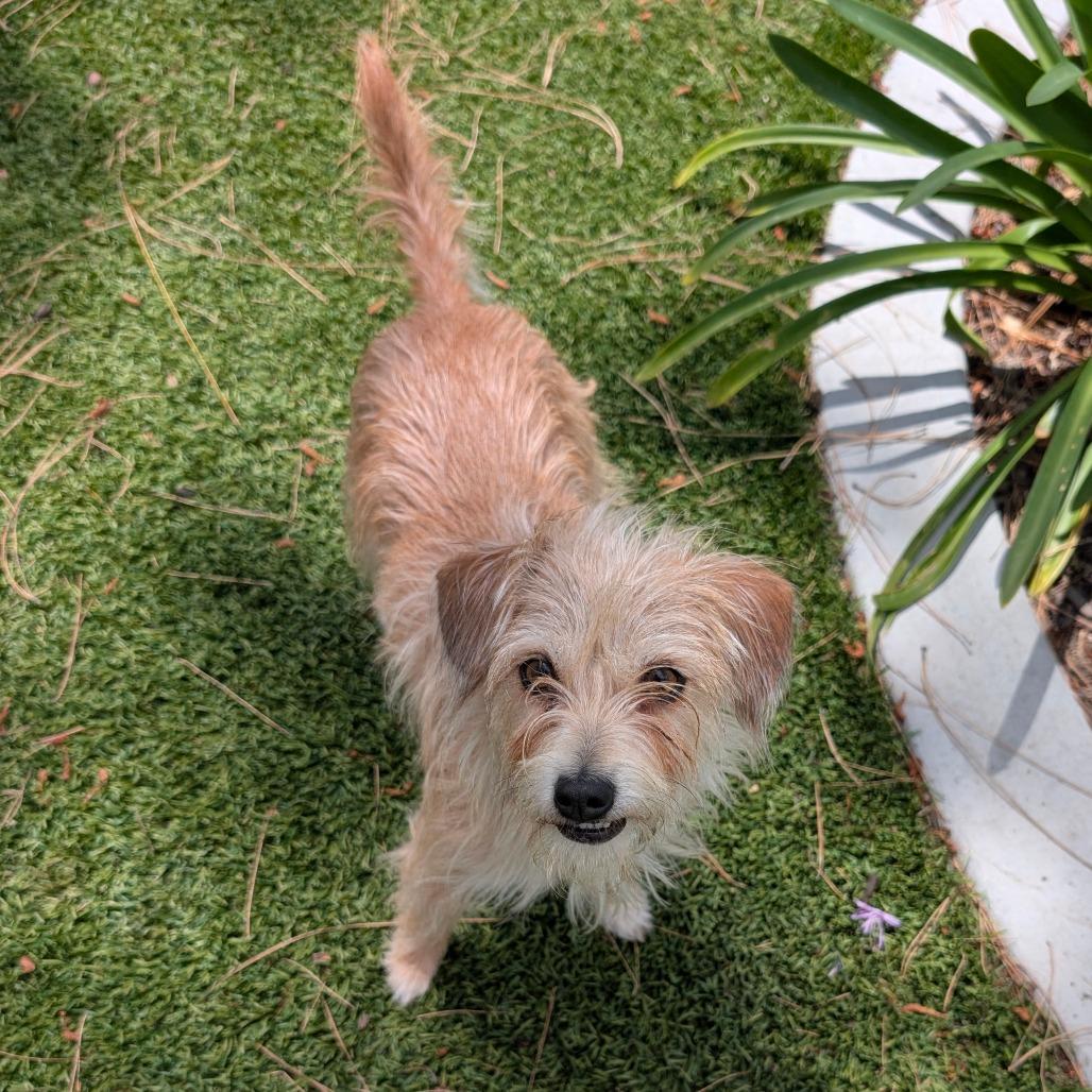 Enlarge Bronte- City of Industry Location, a Adoptable mixed breed in Chino Hills, CA image 2/5