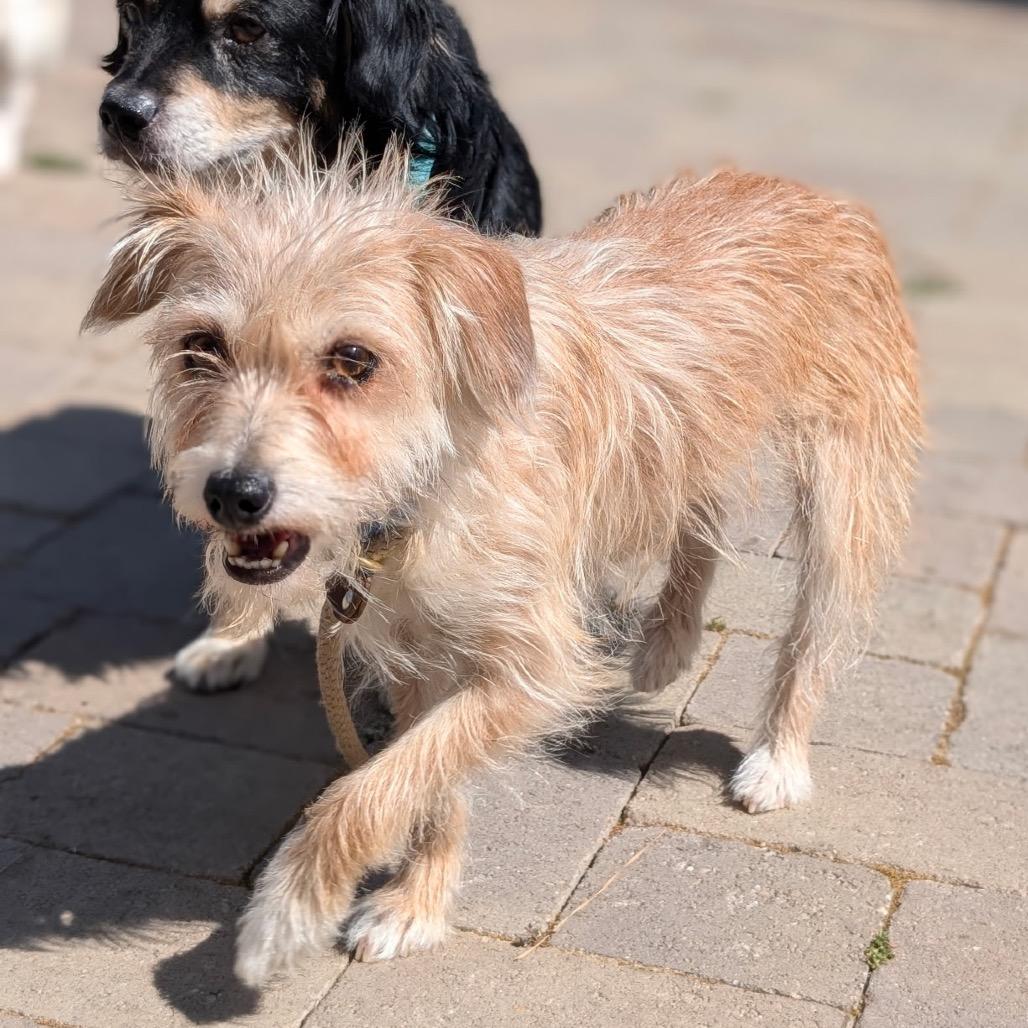 Enlarge Bronte- City of Industry Location, a Adoptable mixed breed in Chino Hills, CA image 3/5
