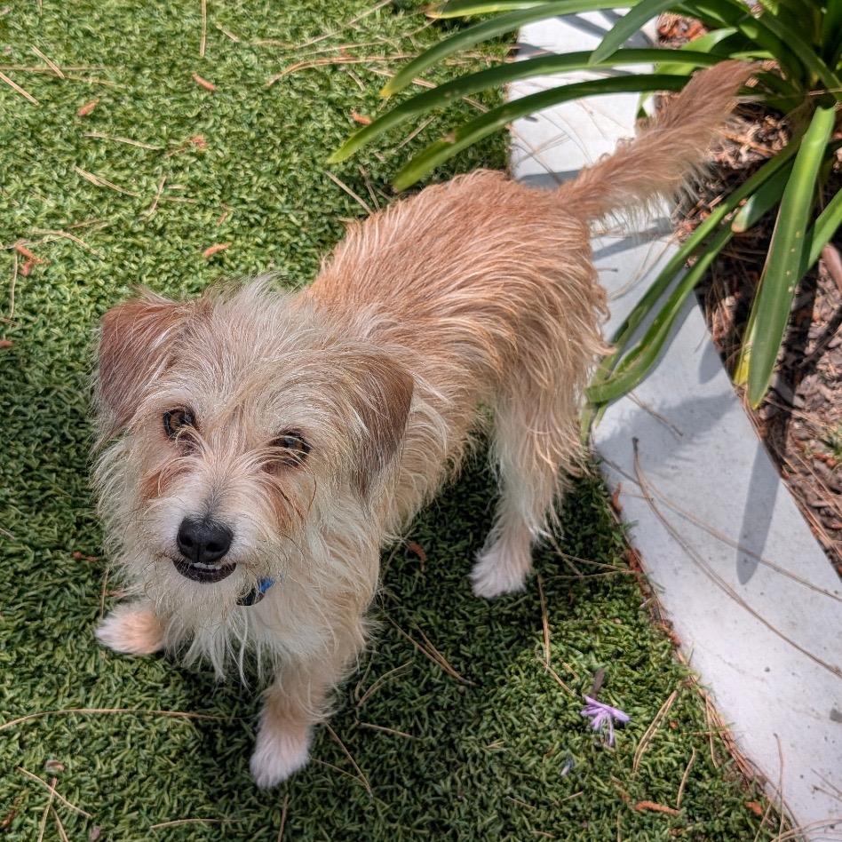Enlarge Bronte- City of Industry Location, a Adoptable mixed breed in Chino Hills, CA image 4/5