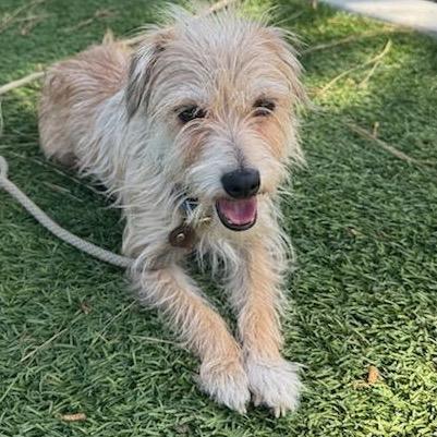 Enlarge Bronte- City of Industry Location, a Adoptable mixed breed in Chino Hills, CA image 5/5