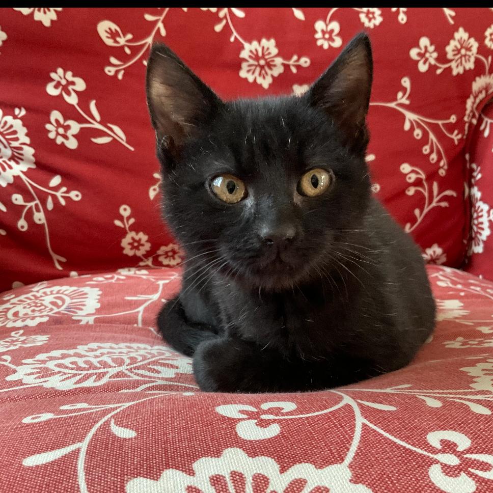 Enlarge Egg Roll, a Adoptable Domestic Short Hair in Granby, MO image 2/2