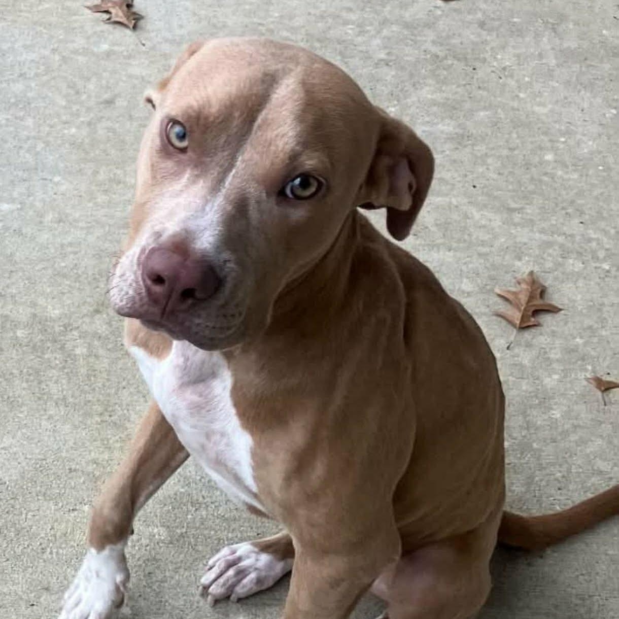 Enlarge Dusty, a Adoptable mixed breed in Williston, VT image 1/4