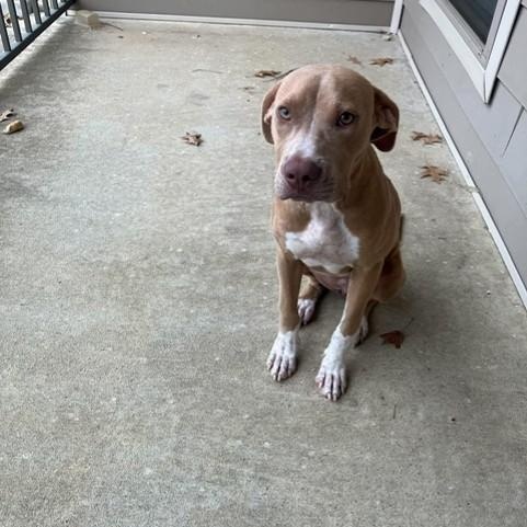 Enlarge Dusty, a Adoptable mixed breed in Williston, VT image 2/4